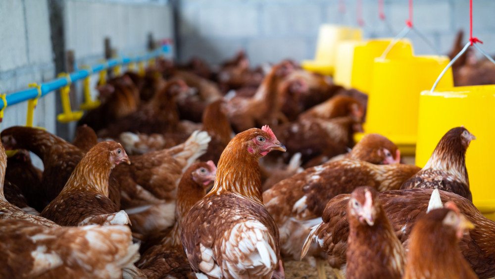 S-au schimbat regulile și pentru gospodăriile oamenilor Câte animale și câte păsări are voie un român să crească maxim fără să primească amendă