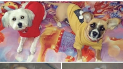 Imaginile groazei Fotografii greu de privit Un bărbat angajat Damen Galați a ucis prin cruzimi inimaginabile un bichon și o altă cățelusă de talie mică. Care a fost motivul înfiorător și ce a făcut Poliția