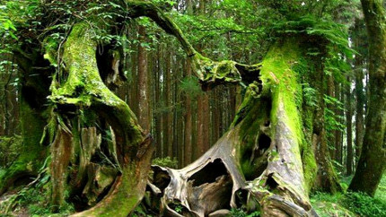 Pădurea din România unde se întâmplă zilnic fenomene inexplicabile. Turiști ajunși aici au parte de viziuni și stări intense